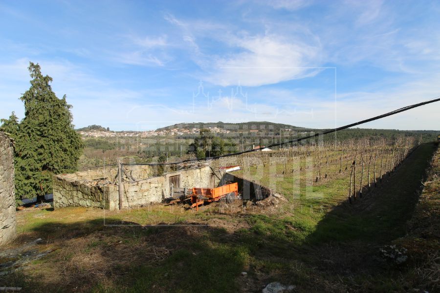 Imoverfil - TERRENOS (29.1 Hectares) com POMARES de MACIEIRAS 